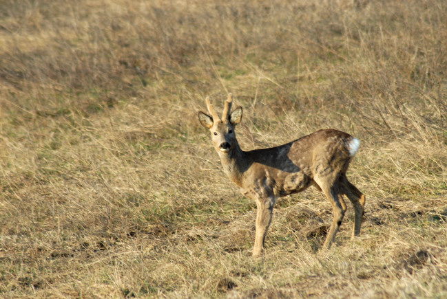 Il Capriolo